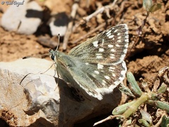 Muschampia tessellum nomas