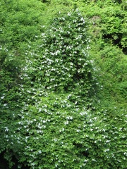 Actinidia polygama