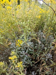 Odontarrhena obtusifolia