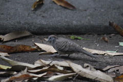 Geopelia striata