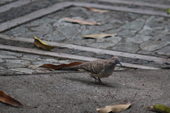 Geopelia striata
