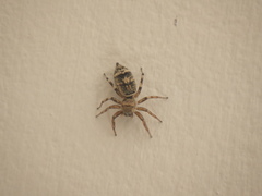 Cosmophasis thalassina