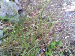Achnatherum bromoides