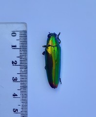Chrysochroa fulminans