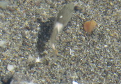 Clinocottus globiceps