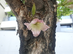 Kigelia africana africana