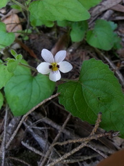 Viola ocellata