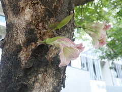 Kigelia africana africana