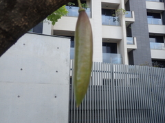 Kigelia africana africana