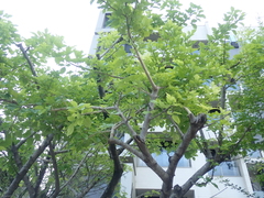 Kigelia africana africana