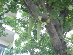 Kigelia africana africana