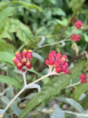 Helichrysum sanguineum