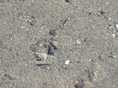 Clinocottus globiceps