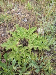 Verbascum undulatum