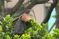 Greater Coucal photo 6