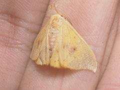 Tridrepana fulvata