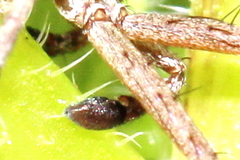 Philodromus aureolus