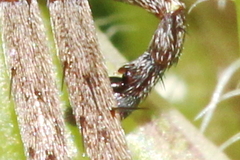 Philodromus aureolus