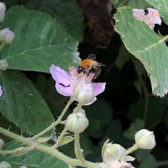 Bombus