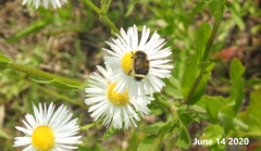 Lasiotrichius succinctus
