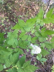 Actaea spicata