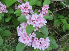 Weigela hortensis