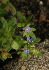 Veronica arvensis