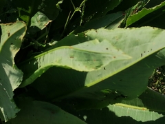 Rumex hydrolapathum