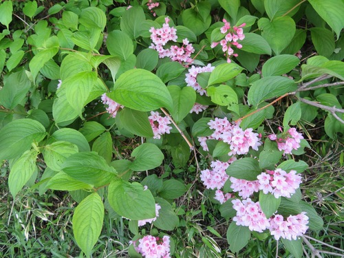 Image of Weigela hortensis by (c) Marco Mussita, some rights reserved (CC BY)