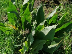 Rumex hydrolapathum