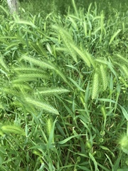 Hordeum murinum
