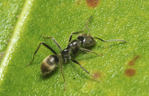 Genus Anonychomyrma · iNaturalist