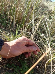 Ozothamnus leptophyllus