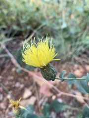 Klasea cerinthifolia