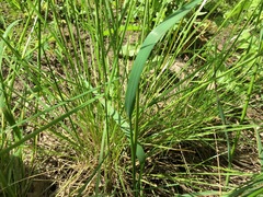 Carex densa