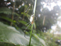 Leucauge tessellata