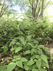 Stachys sylvatica