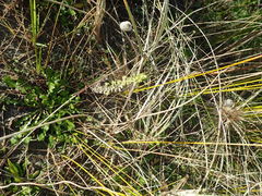 Ozothamnus leptophyllus