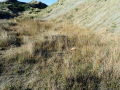 Ozothamnus leptophyllus