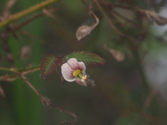 Aeschynomene americana