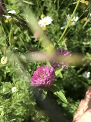 Trifolium pratense