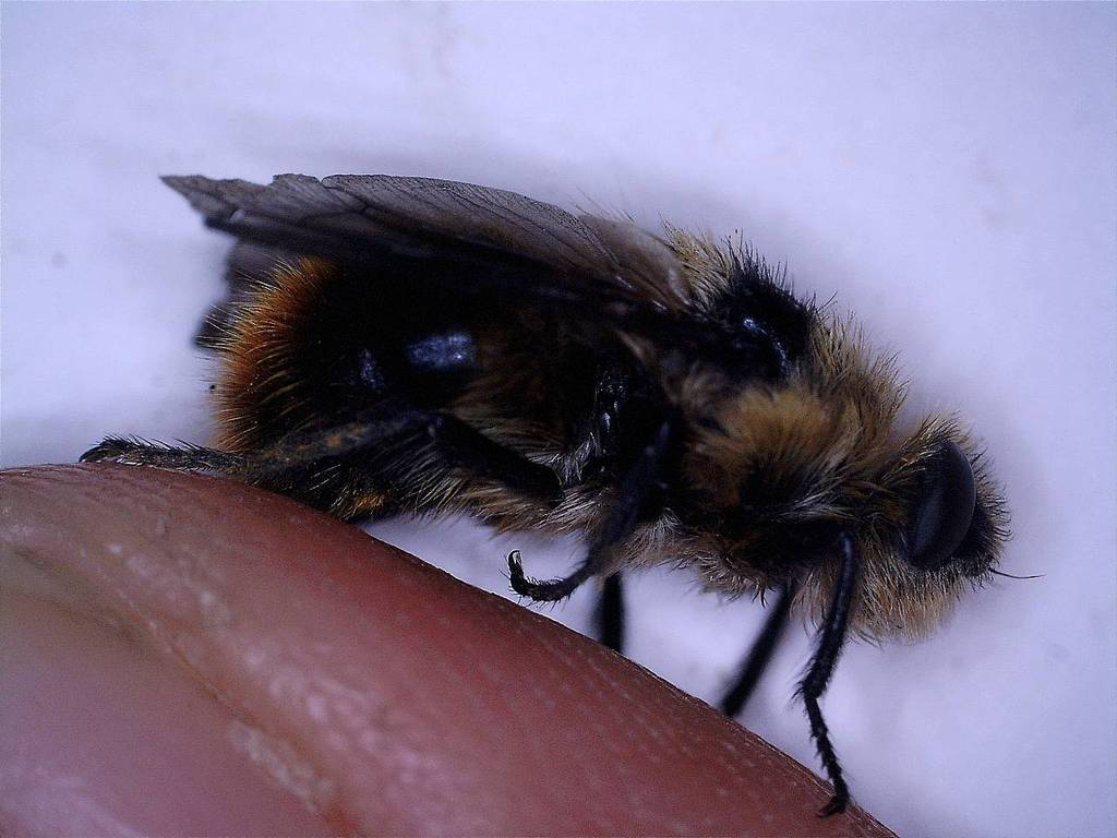 Cephenemyia jellisoni