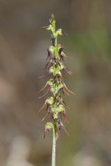 Genoplesium despectans