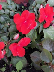 Balsaminaceae