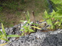 Leucas lavandulifolia