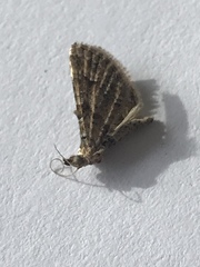 Geometridae