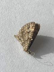 Geometridae