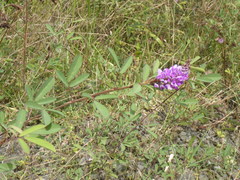 Grona heterocarpos