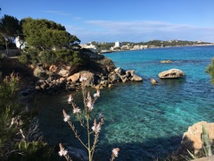 Asphodelus ramosus ramosus