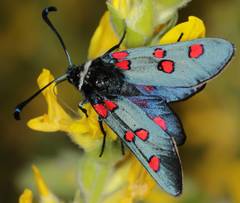 Zygaena lavandulae
